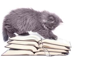 söt liten kattunge och böcker foto