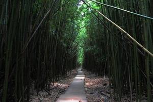 bambuswald foto