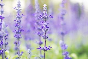 färgglada lavendel blommor i trädgården med selektiv fokus lavendel blomma. foto