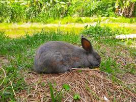 en grå kanin som äter fot på gräsfältet. en grå fluffig kanin med öron sitter på en grön äng och äter ungt grönt gräs på nära håll, på kvällen, med starkt varmt solljus. påskhare. foto
