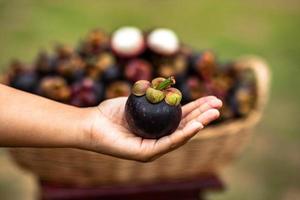 mangostan är en frukt från Asien som har varit mycket populär. mangostan har varit känd som frukternas drottning foto