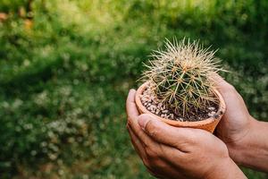 kaktusblommaträd kaktusar cactaceae juss foto