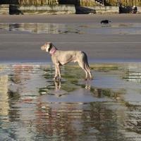 en härlig hund på Scarborough Beach foto