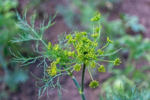 dill blommor på nära håll. foto