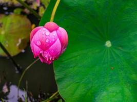 bild av lotusblomma med daggdroppar foto