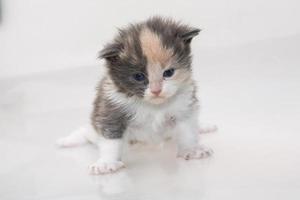 maine coon katt på vit bakgrund foto