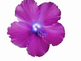 färgstark magenta hawaiiansk hibiskusblomma foto
