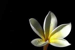 frangipani blomma foto
