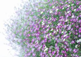 närbild gypsophila blomma foto