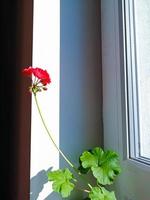 röda pelargonblommor blommar vid fönstret foto