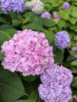 hortensia blomma. sommarens natur. vackra växter utomhus. kontraster av grönska och blommor. rosa och lila. fauna foto