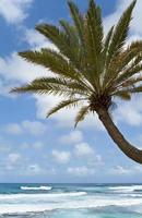 palmträd och turkos hav foto