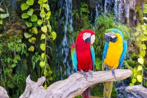 två röda och gula papegojor uppflugna på en gren, vända mot varandra och ser glada ut. Färgglada husdjur, foto
