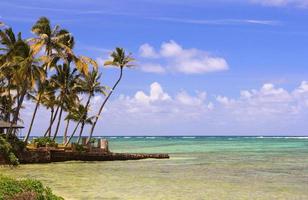 oahu hawaii pacific ocean palm tree beach scenic