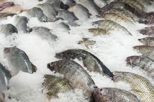 färsk tilapia fisk på is på marknaden foto