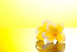 två gula leelawadee-blommor under solsken