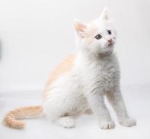 maine coon katt på vit bakgrund foto