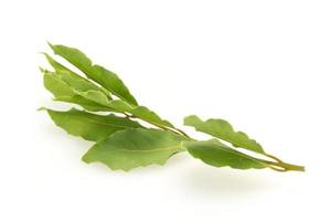 gröna lagerblad på grenen foto