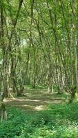 den vackra utsikten över skogen med de gröna träden och landsvägen på sommaren foto