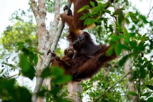 familjen orangutang. foto
