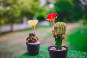 samling av kaktusar röda och gula kaktus trä, kaktus i trädkruka. kaktusväxter på träbord och naturbakgrund. foto