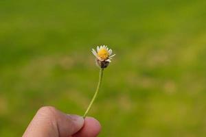 närbild naturvy av trädtopp gröna blad i trädgården på sommaren under solljus. naturliga gröna växter landskap med som bakgrund eller tapet. foto