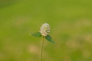 närbild naturvy av trädtopp gröna blad i trädgården på sommaren under solljus. naturliga gröna växter landskap med som bakgrund eller tapet. foto