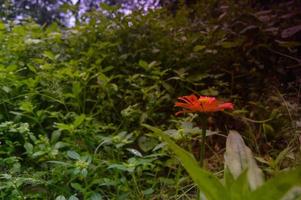 zinnia blommor som blommar vackert i trädgården foto