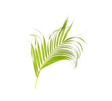 grönt blad av palmträd på vit bakgrund foto