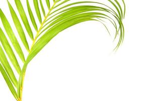 grönt blad av palmträd på vit bakgrund foto