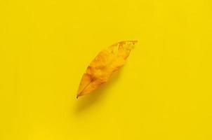 ett torrt löv på gul bakgrund. minimal höstsäsong koncept. foto