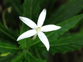 vit blomma med tropiska gröna blad foto