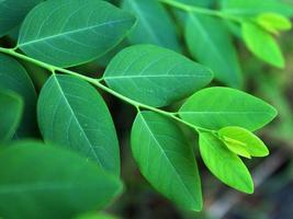 gröna tropiska blad, närbild med textur detalj. foto