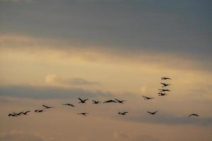 flera tranor flyger i himlen foto