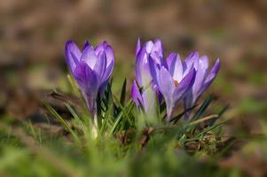 fin lila blomma av en krokusblomma foto