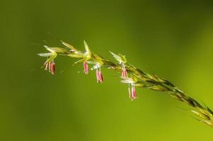 en grön blomning av gräs på sommaren foto