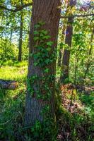 en gren med gröna murgröna blad i skogen foto