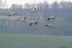 sex tranor flyger i himlen foto