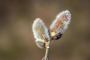 många blommor på en gren av ett pilträd foto