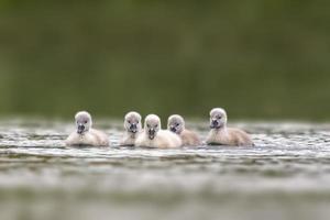 unga svankycklingar simmar på en sjö foto
