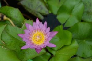 rosa lotus och lotusblad i vattendammen. foto