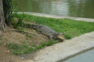 krokodil öppen mun på thailand farm. foto