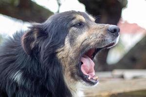 svart stor lurvig mestishund ligger på gården på sommaren. porträtt av en renrasig hund utomhus i naturen. foto