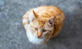 en rödrandig ungkatt som sitter på golvet tittar upp och ber om mat. ovanifrån, mjukt selektivt fokus, platt läggning. foto