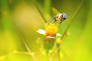 ett bi som flyger till den vackra blomman foto