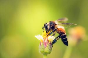 ett bi uppflugen på den vackra blomman foto