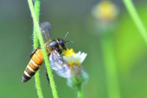 ett bi som flyger till den vackra blomman foto