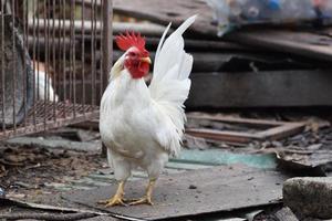 thailändsk kycklingställning på det gamla blockveden foto