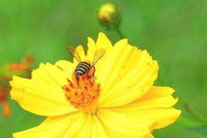 ett bi som flyger till den vackra blomman foto