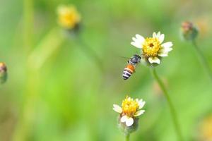 ett bi som flyger till den vackra blomman foto